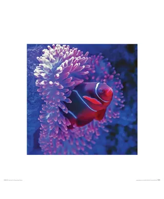 Błazenek - reprodukcja