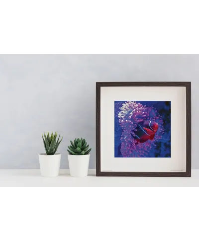 Błazenek - reprodukcja