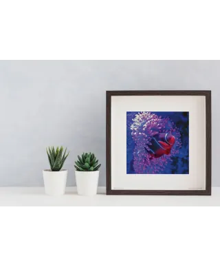 Błazenek - reprodukcja