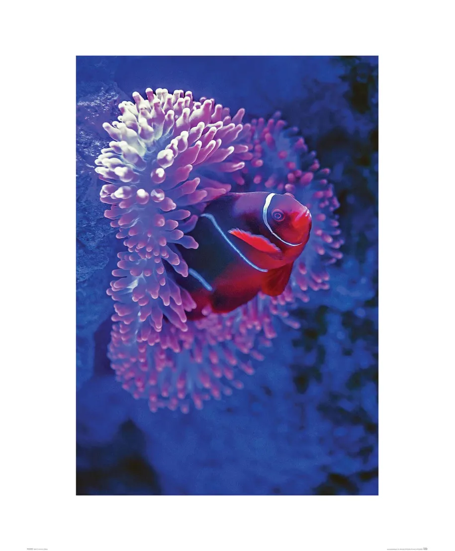 Błazenek - reprodukcja