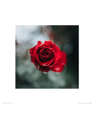 Czerwona Róża - reprodukcja