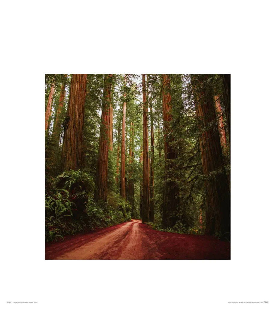 Droga wśród Sekwoi - reprodukcja