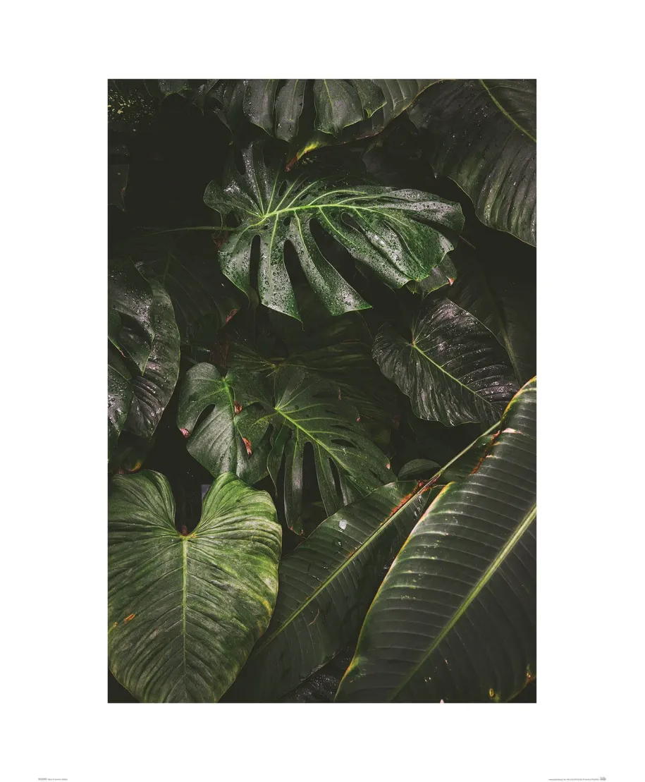 Egzotyczne liście - reprodukcja