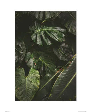 Egzotyczne liście - reprodukcja