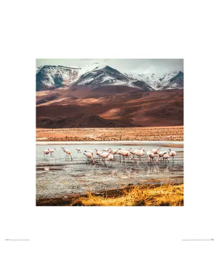 Flamingi - reprodukcja