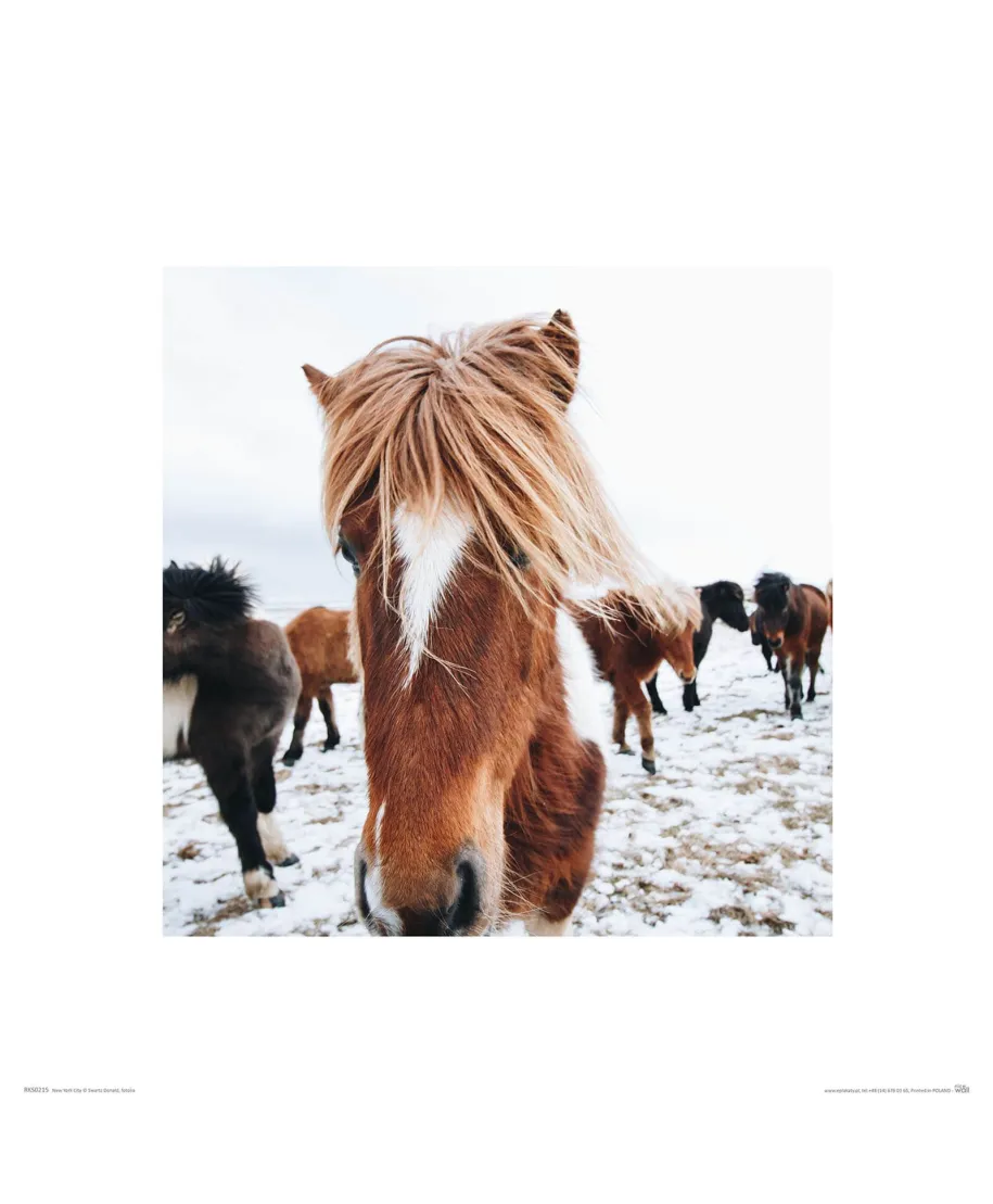 Islandzkie kucyki - reprodukcja