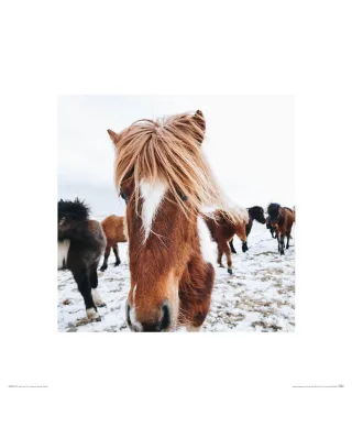 Islandzkie kucyki - reprodukcja