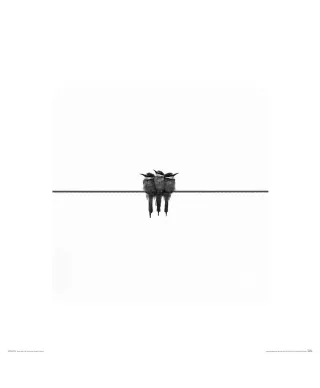 Jaskółki - reprodukcja