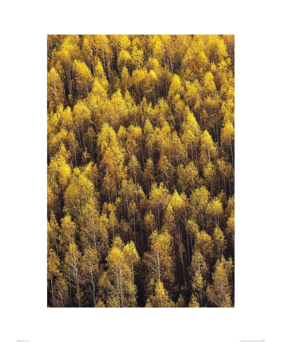 Jesienny Las - reprodukcja