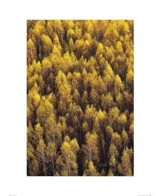 Jesienny Las - reprodukcja