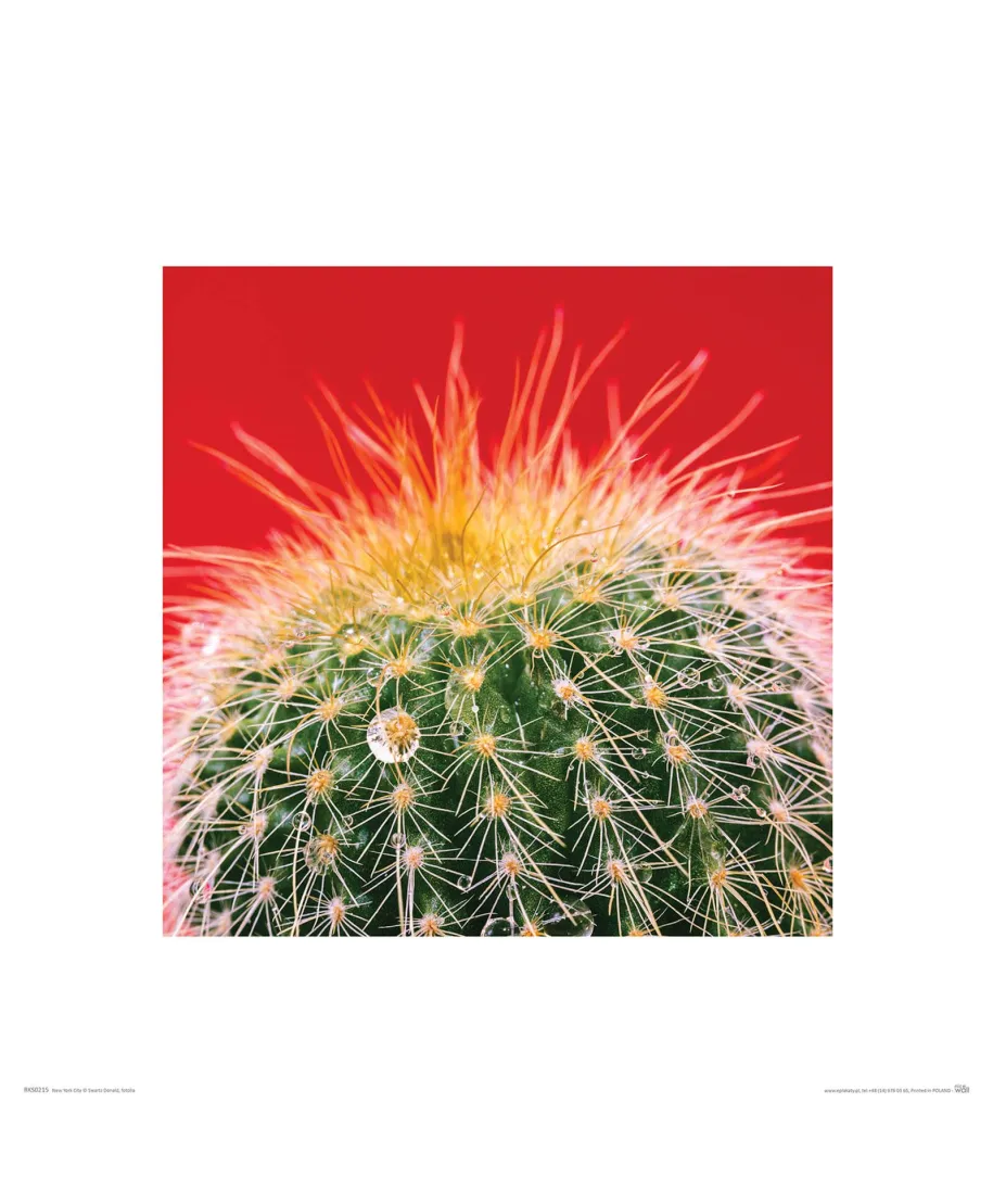 Kaktus Mammillaria - reprodukcja