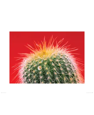 Kaktus Mammillaria - reprodukcja