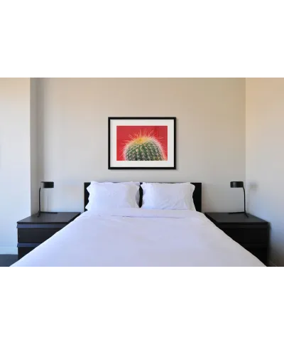 Kaktus Mammillaria - reprodukcja