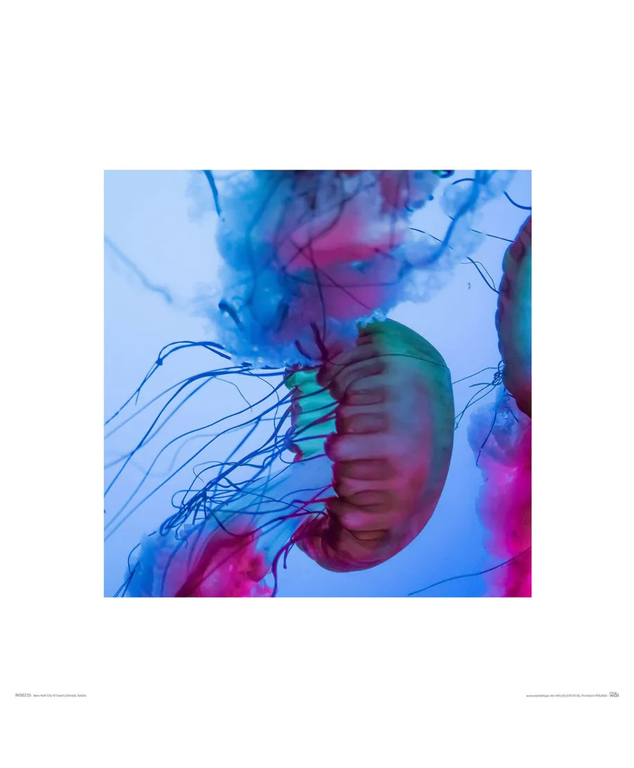 Kolorowe Meduzy - reprodukcja