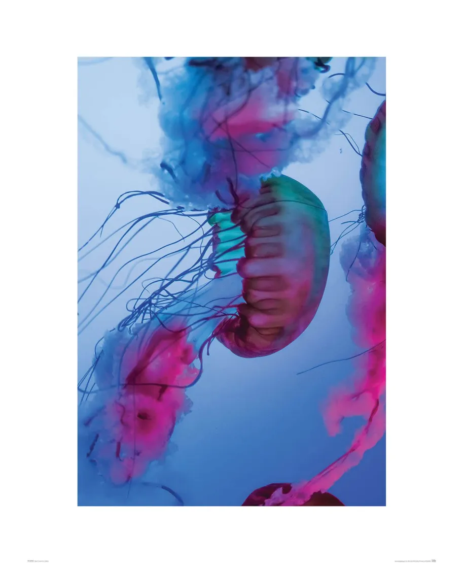 Kolorowe Meduzy - reprodukcja