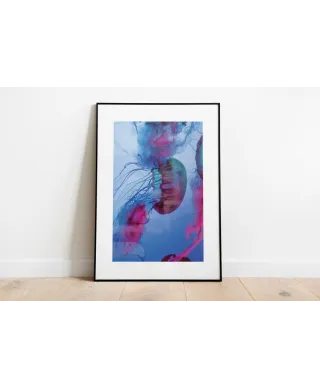 Kolorowe Meduzy - reprodukcja