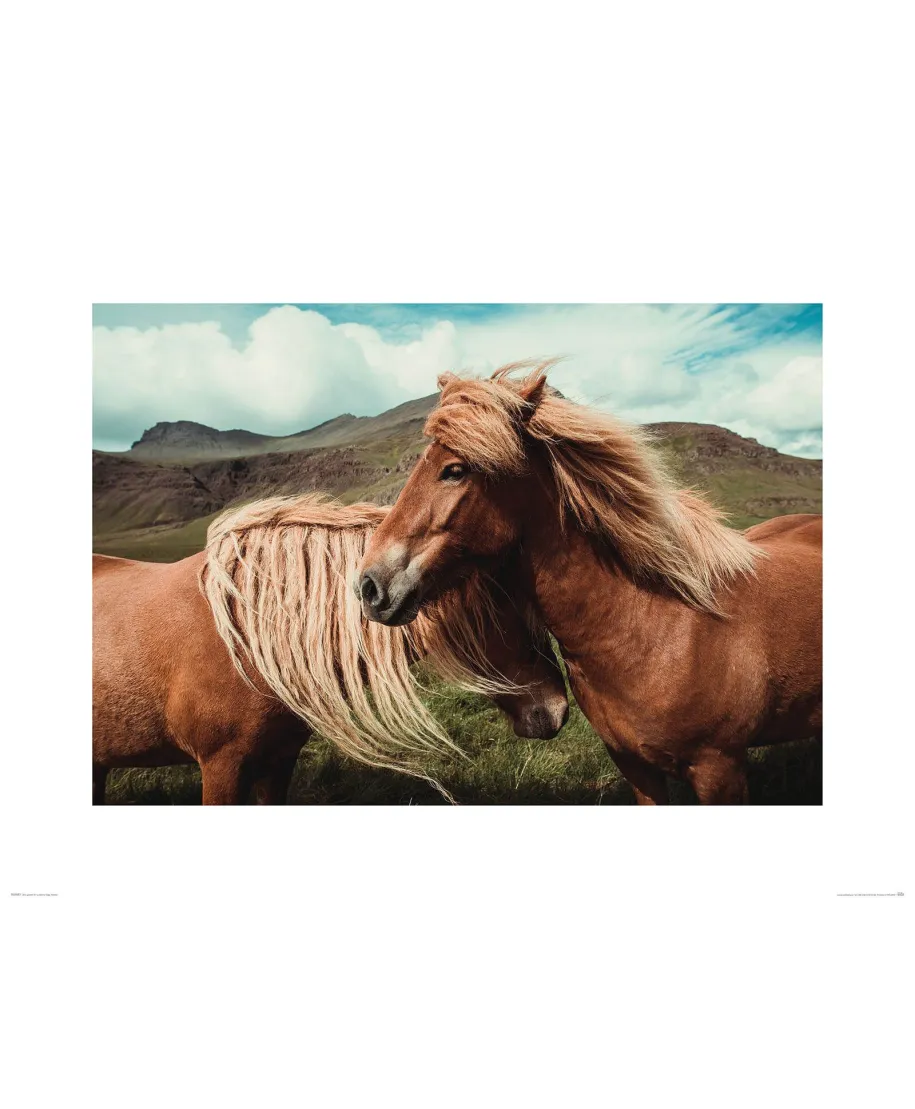 Konie z grzywą - reprodukcja