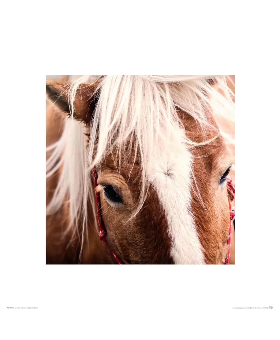 Koń ze złotą grzywą - reprodukcja