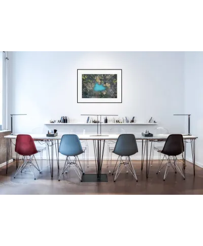 Leśne Jezioro - reprodukcja