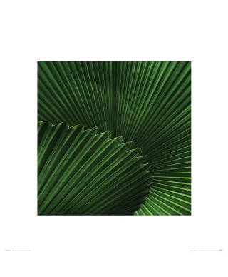 Liść - reprodukcja