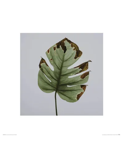 Liść Monstery - reprodukcja