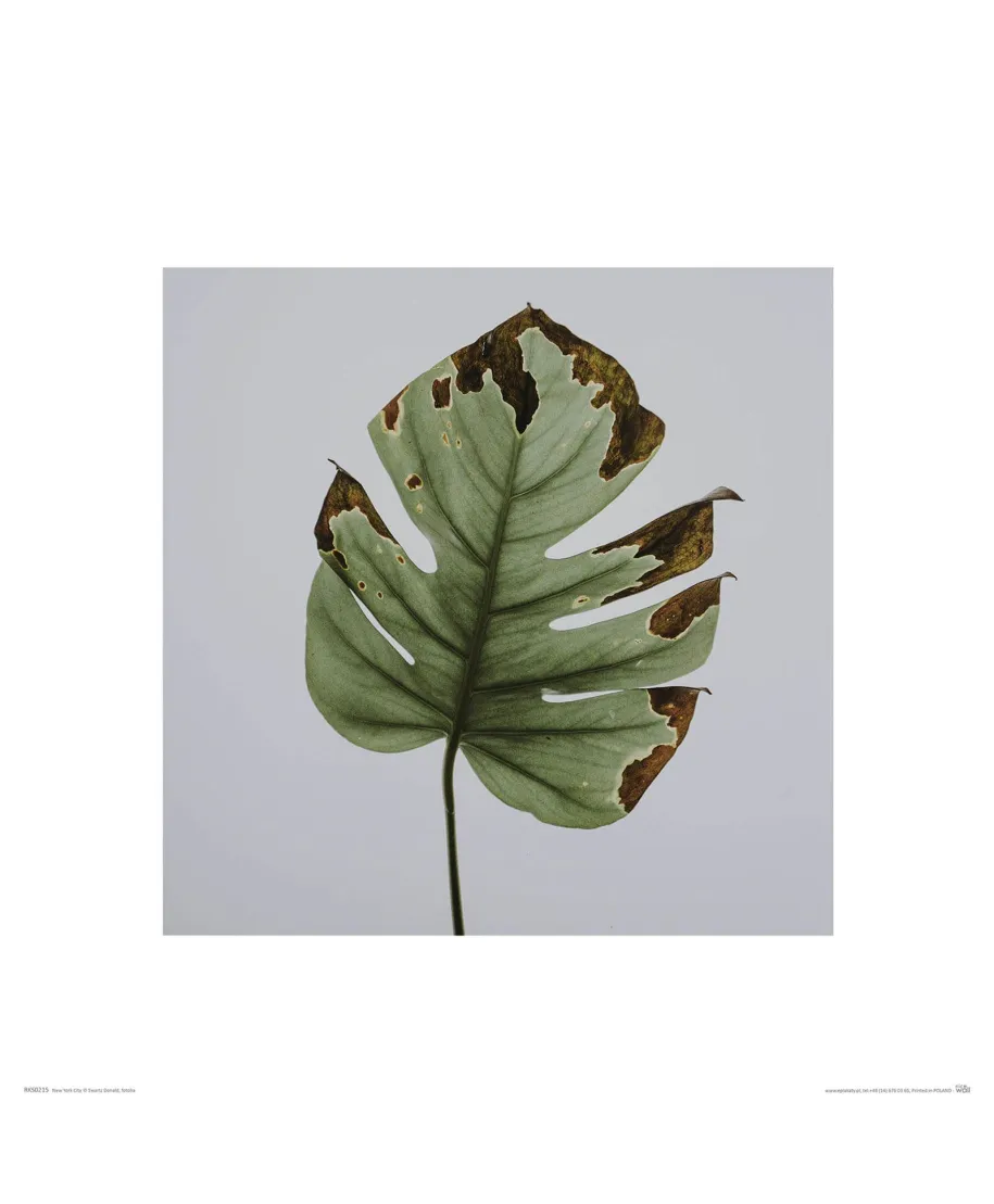 Liść Monstery - reprodukcja