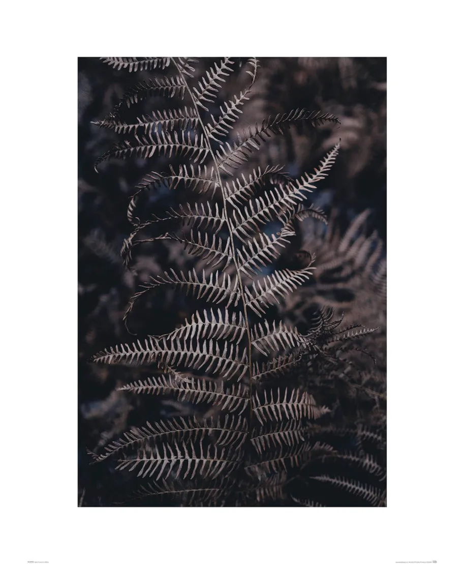 Liść Paproci - reprodukcja