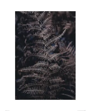 Liść Paproci - reprodukcja