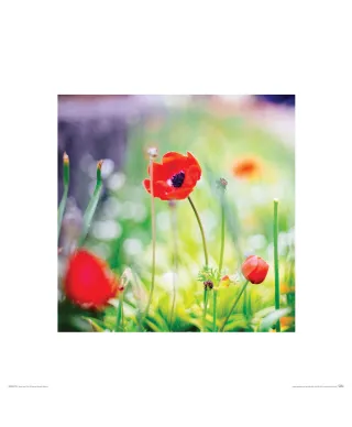 Maki na łące - reprodukcja