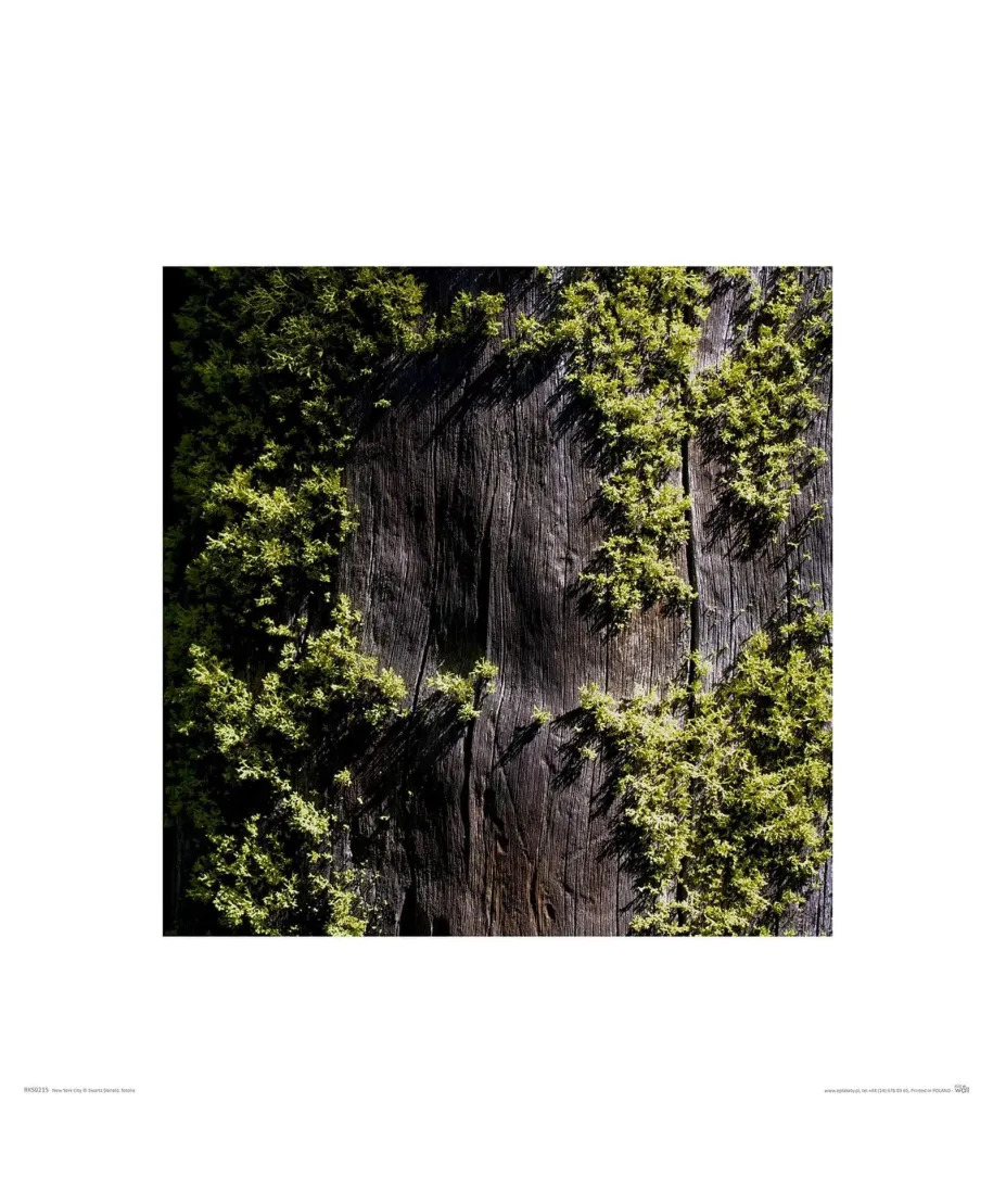 Mech na korze - reprodukcja