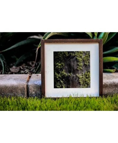 Mech na korze - reprodukcja