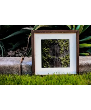 Mech na korze - reprodukcja