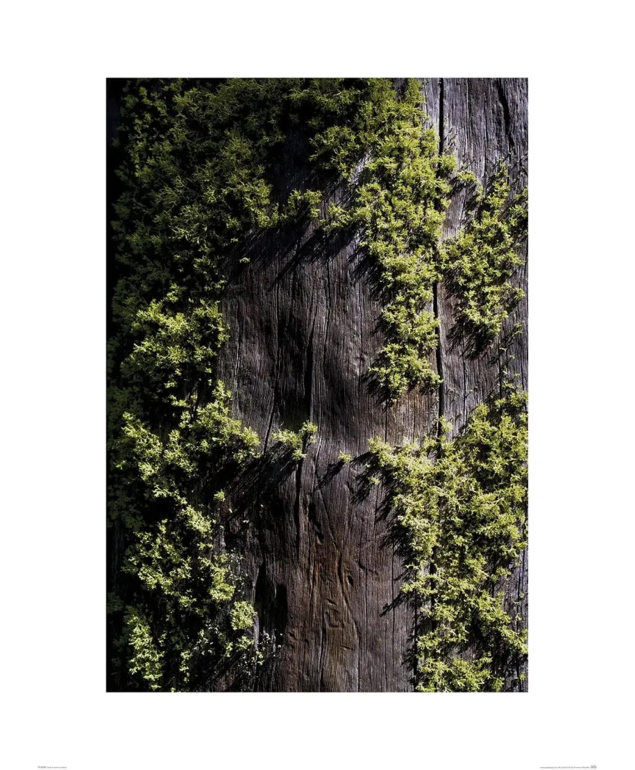 Mech na korze - reprodukcja