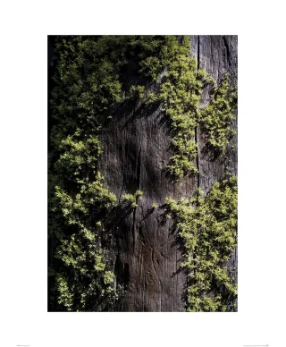 Mech na korze - reprodukcja