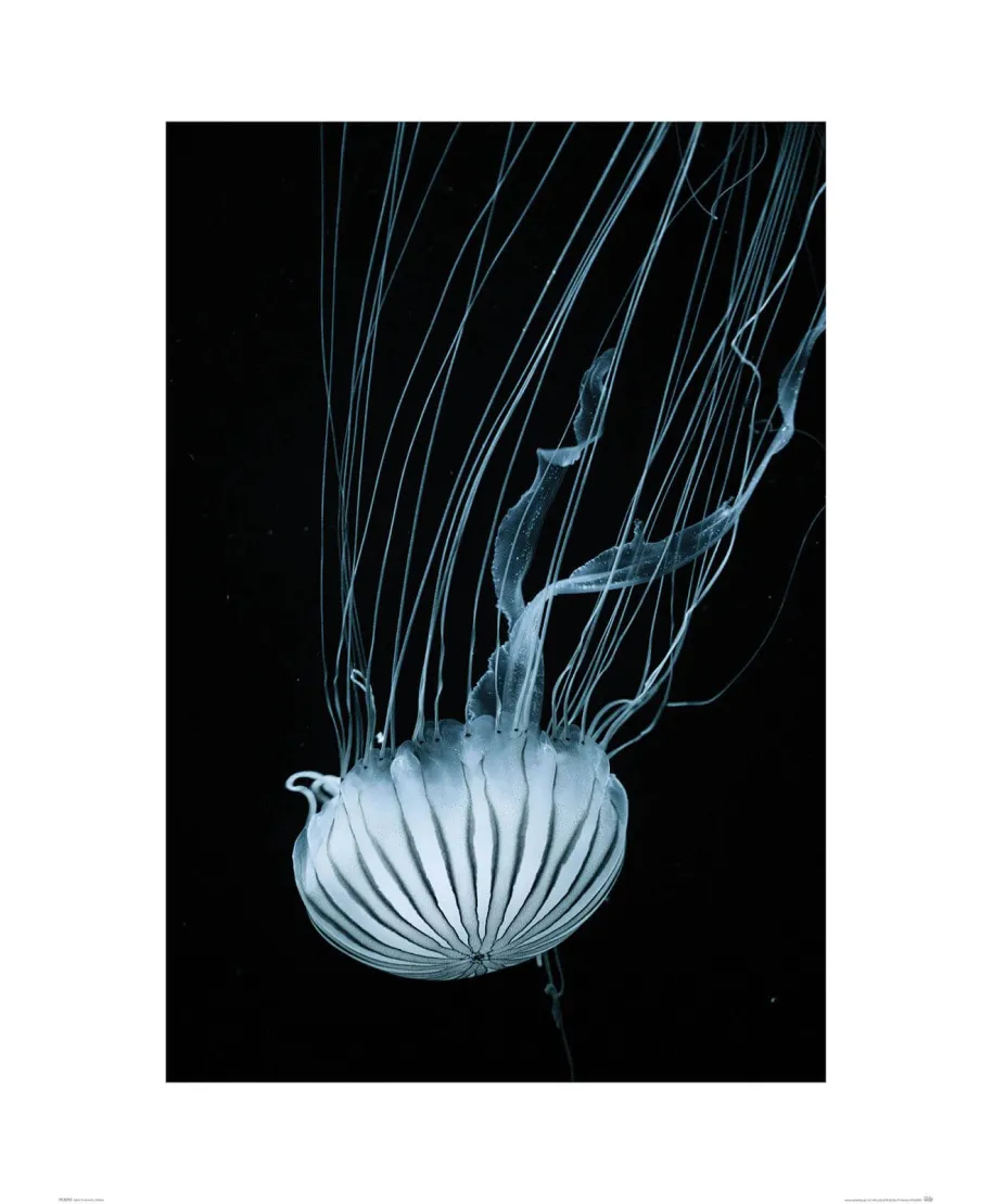 Meduza - reprodukcja