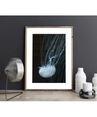 Meduza - reprodukcja