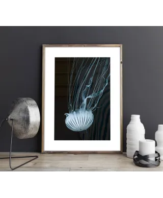 Meduza - reprodukcja