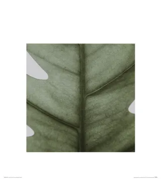 Monstera - reprodukcja