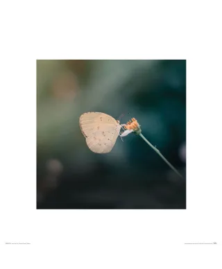 Motylek - reprodukcja