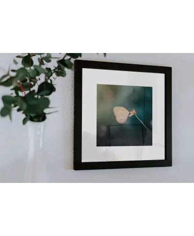 Motylek - reprodukcja