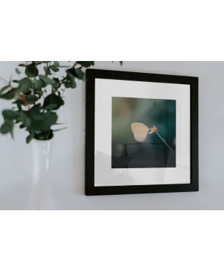 Motylek - reprodukcja