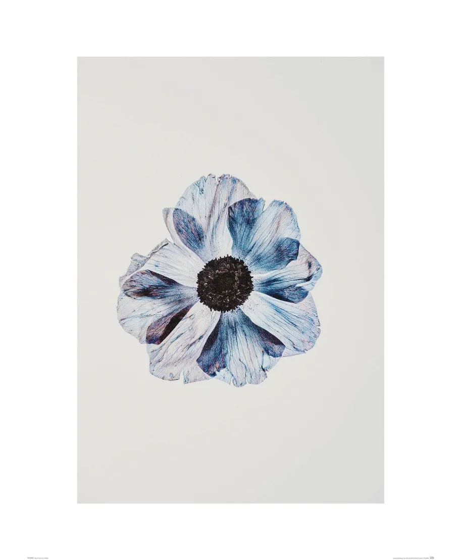 Niebieski Kwiat - reprodukcja