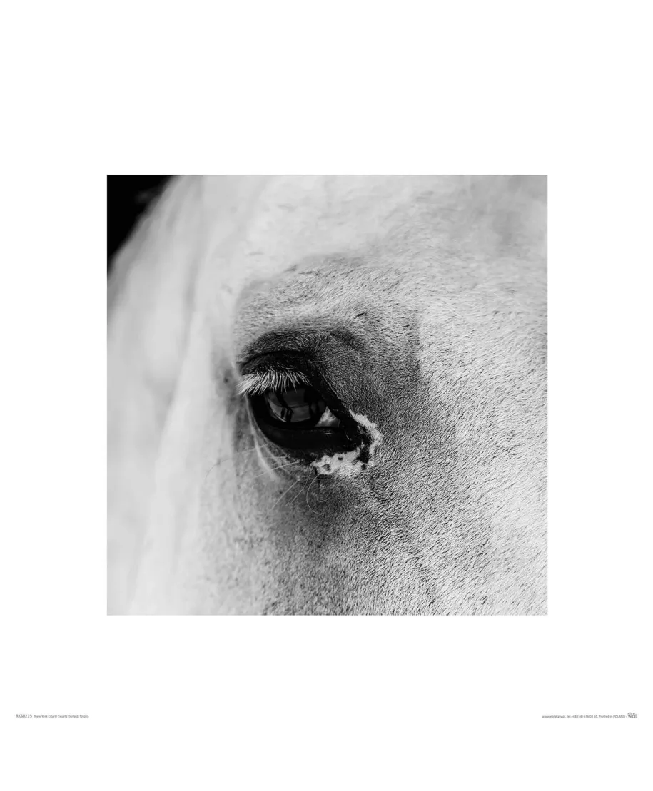 Oko Białego Konia - reprodukcja