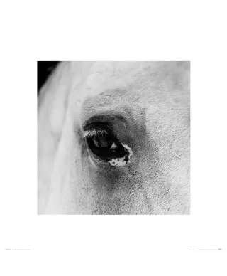 Oko Białego Konia - reprodukcja