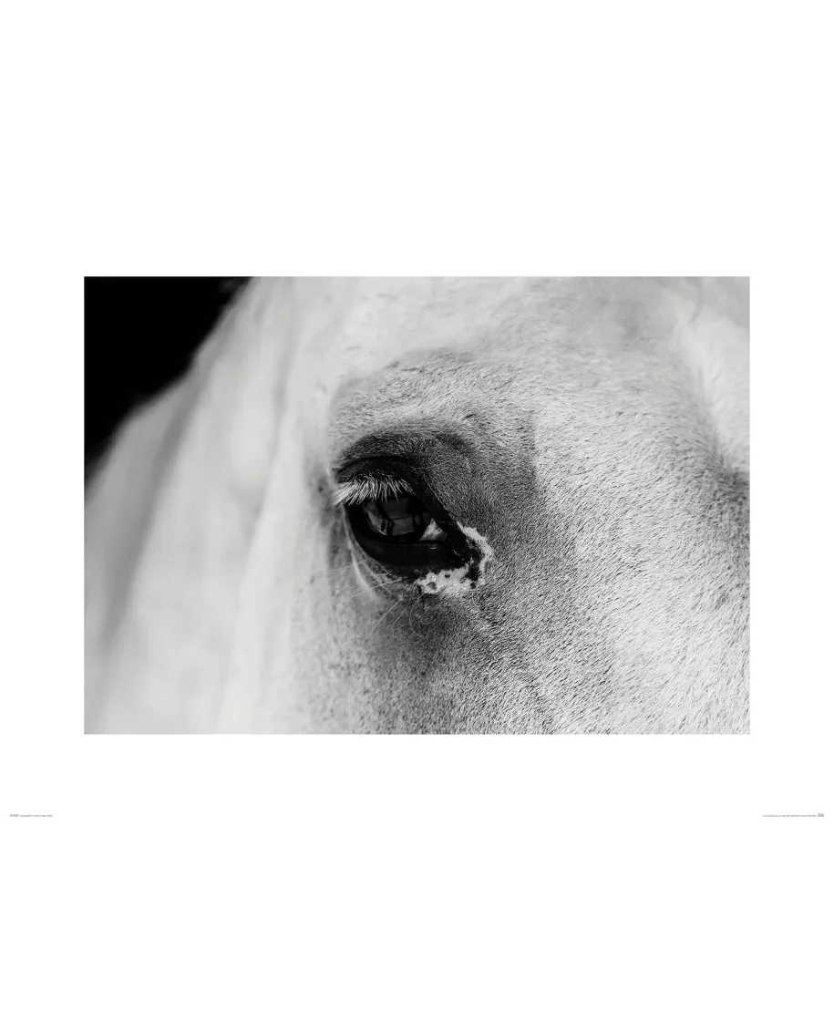Oko Białego Konia - reprodukcja