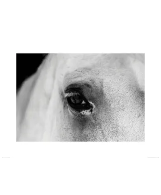 Oko Białego Konia - reprodukcja