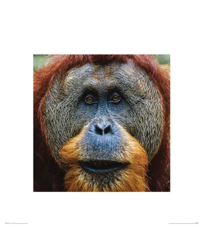 Orangutan - reprodukcja