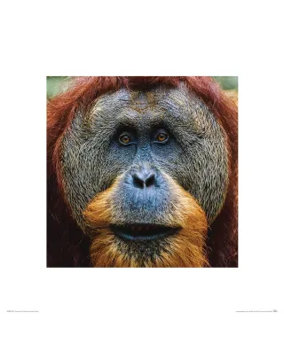 Orangutan - reprodukcja