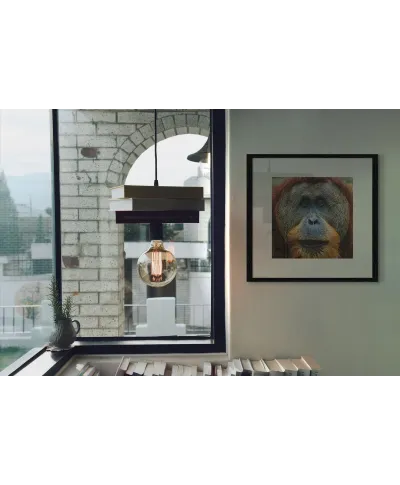 Orangutan - reprodukcja