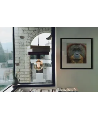 Orangutan - reprodukcja